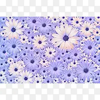 紫色菊花背景