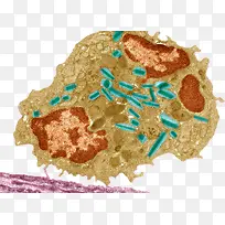 免疫系统巨噬细胞