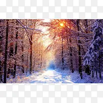 阳光照射下的雪与树