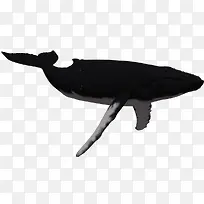 一只虎鲸