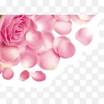 粉色水嫩玫瑰花