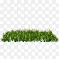 一丛茁壮生长的小草