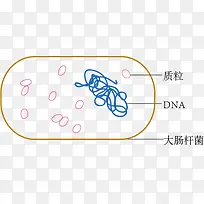 大肠杆菌结构模式图