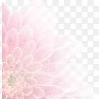 淡粉色花瓣