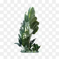 芭蕉树