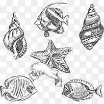矢量海螺