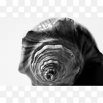 黑白色的海螺
