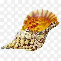 漂亮海螺
