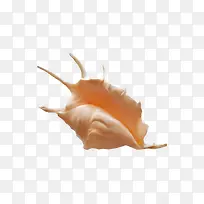 橙色漂亮海螺