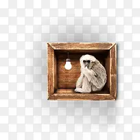 猴子木盒子里的猴子蜗居