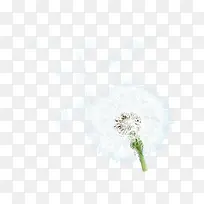 白色蒲公英纷飞