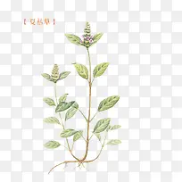 绿色夏枯草