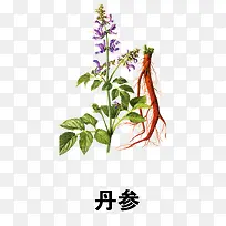 丹参