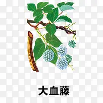 大血藤