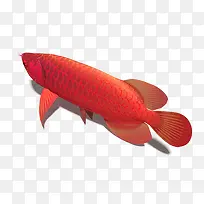 3d模型动物红龙鱼免抠