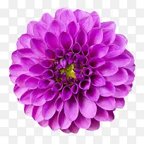 紫色植物盛开卷着的一朵大花实物