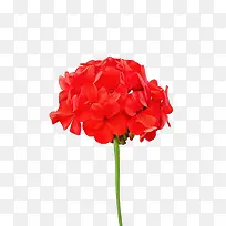 红色天竺葵高清图片