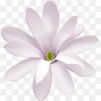 花卉画唯美花卉图片