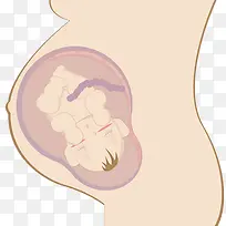孕妇肚里的胎儿