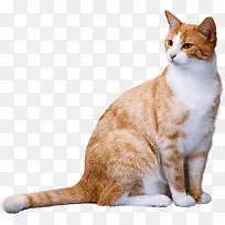 胖胖的橘猫