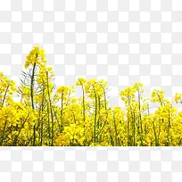 春季黄色小清新油菜花