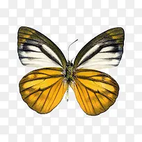黄白斑纹蝴蝶