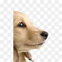忧郁的观望