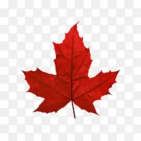 红枫叶加拿大