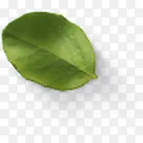 绿色树叶免抠素材背景图片