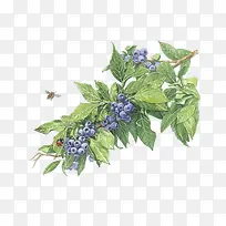 彩铅绘蓝莓免抠素材