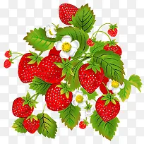 草莓和草莓花