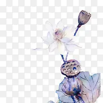 手绘莲花