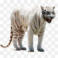 白色条纹老虎