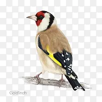 矢量Goldfinch