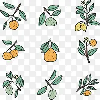 手绘小清新多种柑橘类水果