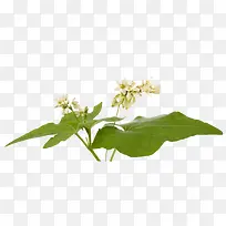 苦荞麦的植株花朵