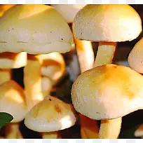 高清摄影新鲜的蘑菇