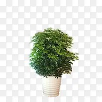 大植物盆栽