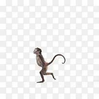 行走的小猴子