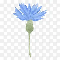 水彩手绘绽放的花