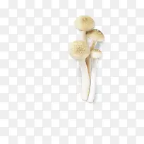 四个蘑菇