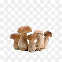 一丛蘑菇
