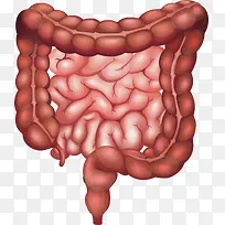 肠胃消化系统