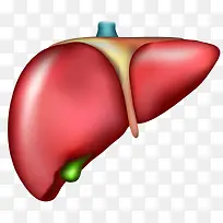 人体肝脏模型