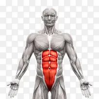 人体肌肉组织分布