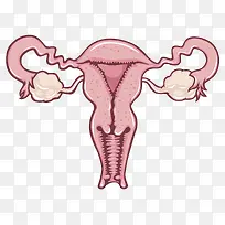 女性生殖系统插画