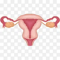 女性子宫附件下载