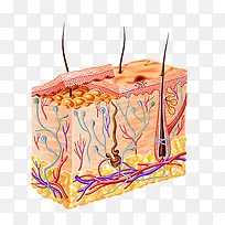 肌肤组织图标