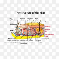 皮肤组织结构血管矢量图