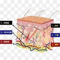 医疗肌肤组织图